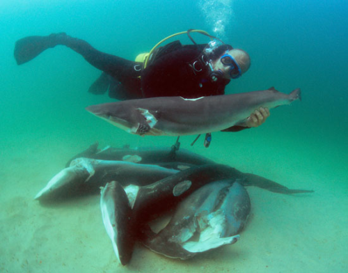 finned-sharks-with-diver.bmp