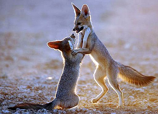 fox-cubs-at-play