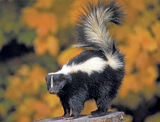 skunk